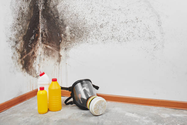 Attic Mold Removal in Rancho Tehama Reserve, CA