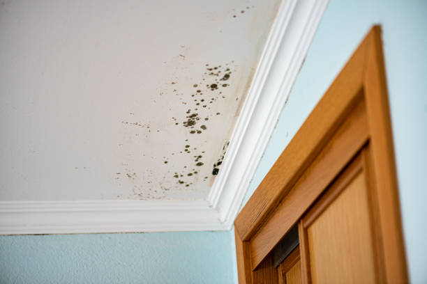 Best Same-Day Mold Removal  in Rancho Tehama Reserve, CA