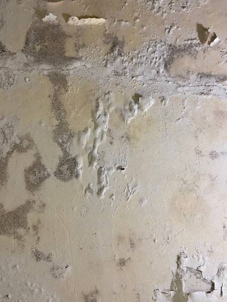 Best Water Damage Restoration  in Rancho Tehama Reserve, CA