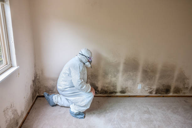 Best Professional Mold Removal  in Rancho Tehama Reserve, CA