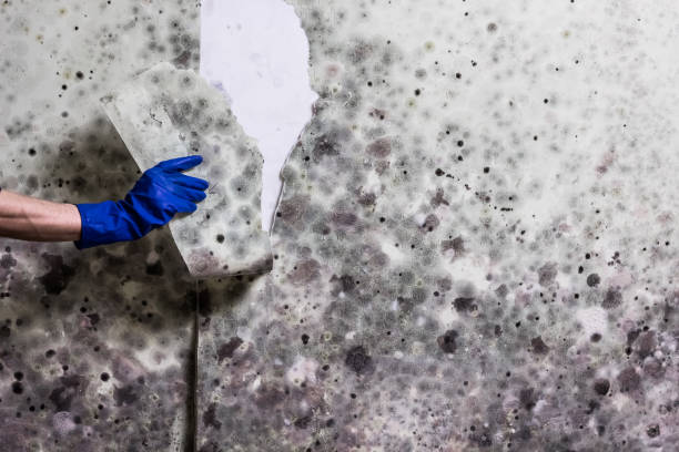 Best Commercial Mold Removal  in Rancho Tehama Reserve, CA