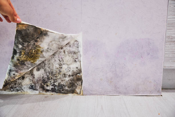 Best Toxic Mold Removal  in Rancho Tehama Reserve, CA